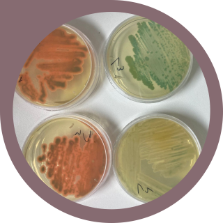 Objetivo Determinar la efectividad del producto Clonotrix, en base al agente de control biológico microbiano Clonostachys rhizophaga, para el control de Botrytis cinerea en cultivo de vid. (4)