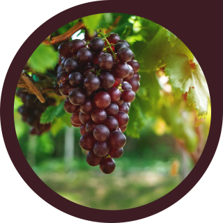 Objetivo Determinar la efectividad del producto Clonotrix, en base al agente de control biológico microbiano Clonostachys rhizophaga, para el control de Botrytis cinerea en cultivo de vid. (5)